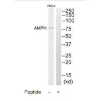Western blot analysis of extracts from HeLa cells, using AMPH antibody. Western blot analysis of extracts from HeLa cells, using AMPH antibody.