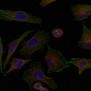 Immunofluorescence staining of methanol-fixed Hela cells using Niban Antibody.