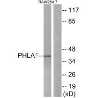 Western blot analysis of extracts from RAW264.7 cells, using PHLA1 antibody. Western blot analysis of extracts from RAW264.7 cells, using PHLA1 antibody.