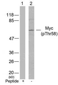 Western blot analysis of extracts from Hela cells using Myc(Phospho-Thr58) Antibody(Lane 2) and the same antibody preincubated with blocking peptide(Lane1). Western blot analysis of extracts from Hela cells using Myc(Phospho-Thr58) Antibody(Lane 2) and the same antibody preincubated with blocking peptide(Lane1).