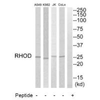 Western blot analysis of extracts from COLO205 cells, K562 cells, Jurkat cells and A549 cells, using RHOD antibody. Western blot analysis of extracts from COLO205 cells, K562 cells, Jurkat cells and A549 cells, using RHOD antibody.