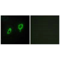 Immunofluorescence analysis of COS7 cells, using 14-3-3 gamma antibody.