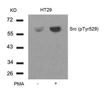 Western blot analysis of extracts from HT29 cells untreated or treated with PMA using Src(Phospho-Tyr529) Antibody. Western blot analysis of extracts from HT29 cells untreated or treated with PMA using Src(Phospho-Tyr529) Antibody.