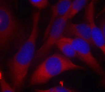Immunofluorescence staining of methanol-fixed Hela cells using MKK6(Ab-207) Antibody.