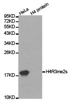Western blot analysis of extracts of HeLa cell line and H4 protein expressed in E.coli., using H4R3me2s antibody. Western blot analysis of extracts of HeLa cell line and H4 protein expressed in E.coli., using H4R3me2s antibody.
