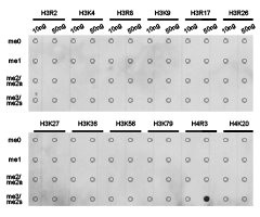 Dot-blot analysis of all sorts of methylation peptidesusing H4R3me2s antibody.