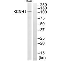 Western blot analysis of extracts from HuvEc cells, using KCNH1 antibody.