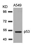 Western blot analysis of extracts from A549 cells using p53(Ab-315) Antibody. Western blot analysis of extracts from A549 cells using p53(Ab-315) Antibody.