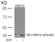 Western blot analysis of extracts from HepG2 cells untreated or treated with EGF using SEK1/MKK4(Phospho-Ser80) Antibody.