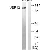 Western blot analysis of extracts from mouse brain cells, using USP13 antibody. Western blot analysis of extracts from mouse brain cells, using USP13 antibody.