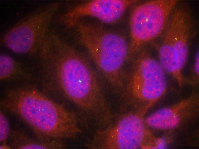 Immunofluorescence staining of methanol-fixed Hela cells using Cyclin B1(Ab-147) Antibody.
