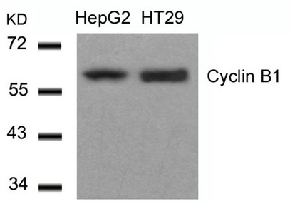 Western blot analysis of extracts from HepG2 and HT29 cells using Cyclin B1(Ab-147) Antibody. Western blot analysis of extracts from HepG2 and HT29 cells using Cyclin B1(Ab-147) Antibody.