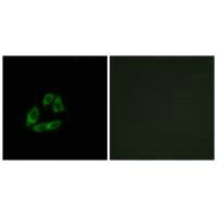Immunofluorescence analysis of A549 cells, using ARFIP1 antibody.