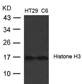 Western blot analysis of extracts from HT29 and C6 cells using Histone H3 (Ab-27) Antibody. Western blot analysis of extracts from HT29 and C6 cells using Histone H3 (Ab-27) Antibody.
