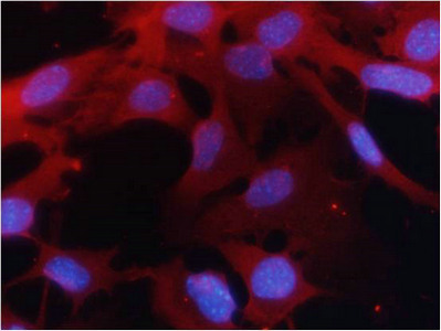 Immunofluorescence staining of methanol-fixed MEF cells using PKM2 Antibody.