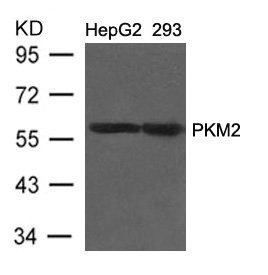 Western blot analysis of extracts from HepG2 and 293 cells using PKM2 Antibody. Western blot analysis of extracts from HepG2 and 293 cells using PKM2 Antibody.