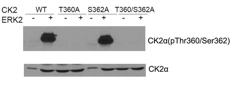 Western blot of CK2a(Phospho-Thr360/Ser362) antibody and CK2aantibody in vitro kinase assay. Both purified ERK2 and CK2 were used. Western blot of CK2a(Phospho-Thr360/Ser362) antibody and CK2aantibody in vitro kinase assay. Both purified ERK2 and CK2 were used.