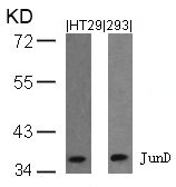 Western blot analysis of extracts from HT29 and 293 cells using JunD(Ab-255) Antibody. Western blot analysis of extracts from HT29 and 293 cells using JunD(Ab-255) Antibody.