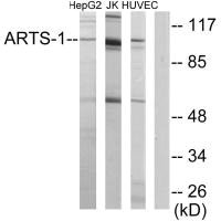 Western blot analysis of extracts from HepG2 cells, Jurkat cells and HUVEC cells, using ARTS-1 antibody. Western blot analysis of extracts from HepG2 cells, Jurkat cells and HUVEC cells, using ARTS-1 antibody.