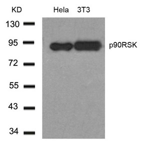 Western blot analysis of extracts from Hela and 3T3 cells using p90RSK(Ab-348) Antibody. Western blot analysis of extracts from Hela and 3T3 cells using p90RSK(Ab-348) Antibody.