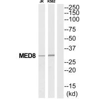 Western blot analysis of extracts from Jurkat/K562 cells, using MED8 antibody. Western blot analysis of extracts from Jurkat/K562 cells, using MED8 antibody.