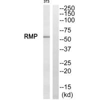 Western blot analysis of extracts from NIH/3T3 cells, using RMP antibody. Western blot analysis of extracts from NIH/3T3 cells, using RMP antibody.