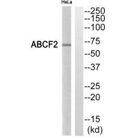 Western blot analysis of extracts from HeLa cells, using ABCF2 antibody. Western blot analysis of extracts from HeLa cells, using ABCF2 antibody.