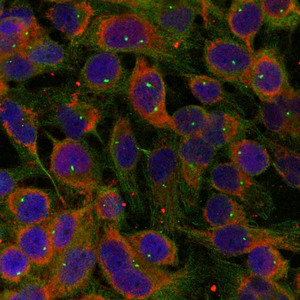 Immunofluorescence staining of methanol-fixed Hela cells using Niban-like protein(Ab-712) antibody.