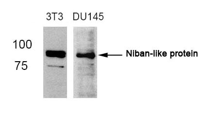 Western blot analysis of extracts from 3T3 and DU145 cells using Niban-like protein(Ab-712) antibody. Western blot analysis of extracts from 3T3 and DU145 cells using Niban-like protein(Ab-712) antibody.