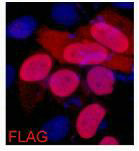 IF analysis of 293 cells transfected with a Flag-tag protein,1:2000 dilution (blue DAPI, red anti-Flag)