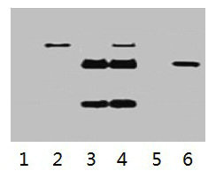 IP antibody use: 5microg Flag Mouse IgG1 per ml Lysate, WB 1:5000 Lane 1: untransfected 293 cell lysate Lane 2: transfected 293 cell lysate with Flag-tag fusion protein Lane 3: IP (transfected 293 + normal Mouse IgG + Protein G agarose) Lane 4: IP (transfected 293 + anti- Flag mAb + Protein G agarose) Lane 5: IP (transfected 293 + Protein G) Lane 6: Recombinant protein (E.coli) IP antibody use: 5microg Flag Mouse IgG1 per ml Lysate, WB 1:5000 Lane 1: untransfected 293 cell lysate Lane 2: transfected 293 cell lysate with Flag-tag fusion protein Lane 3: IP (transfected 293 + normal Mouse IgG + Protein G agarose) Lane 4: IP (transfected 293 + anti- Flag mAb + Protein G agarose) Lane 5: IP (transfected 293 + Protein G) Lane 6: Recombinant protein (E.coli)