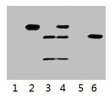 IP antibody use: 3microg Flag Mouse IgG1 per ml Lysate, WB 1:5000 Lane 1: untransfected 293 cell lysate Lane 2: transfected 293 cell lysate with C-Myc-tag fusion protein Lane 3: IP (transfected 293 + normal Mouse IgG + Protein G agarose) Lane 4: IP (transfected 293 + anti- C-Myc mAb + Protein G agarose) Lane 5: IP (transfected 293 + Protein G) Lane 6: Recombinant protein (E.coli)