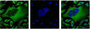 IF analysis of Hela with beta-Tubulin Monoclonal Antibody(Left) and DAPI (Right) diluted at 1:100.