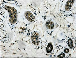 IHC Staining of Human colon tissue, diluted at 1:200.