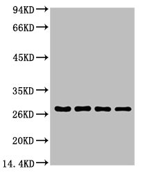 Western blot analysis of Hela (1), Rat brain (2), NIH 3T3 (3), 293T (4), diluted at 1:5000.
