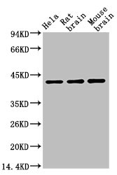 Western blot analysis of Hela (1), Rat brain (2), Mouse brain (3), (A02) diluted at 1:10000. Western blot analysis of Hela (1), Rat brain (2), Mouse brain (3), (A02) diluted at 1:10000.