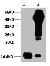 1) Input: Hela Cell Lysate 2) IP product: IP dilute 1:200