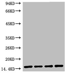 Western blot analysis of 1) Hela, 2) Raw, 3) Mouse Brain Tissue, 4) Rat Brain Tissue, diluted at 1:5000.