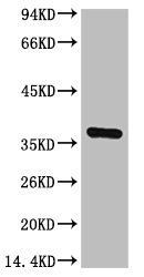 Western blot analysis of Hela, diluted at 1:3000.
