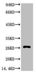 Western blot analysis of Hela, diluted at 1:1000