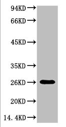 Western blot analysis of Hela, diluted at 1:3000.
