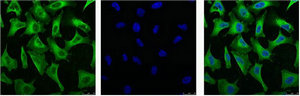 Immunofluorescence(IF) 1- EGFR Monoclonal Antibody