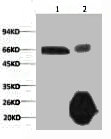 1) Input: Hela Cell Lysate 2) IP product: IP dilute 1:200