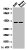 Western blot analysis of 1) 293T, 2) Mouse Heart tissue, diluted at 1:2000.