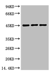 Western blot analysis of 1) Hela, 2) Mouse Heart tissue, 3) Rat Heart Tissue, diluted at 1:2000.