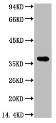 Western blot analysis of 1) Hela, 2) 293T, diluted at 1:5000.