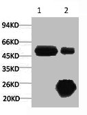 1) Input: Hela Cell Lysate 2) IP product: IP dilute 1:200