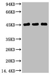 Western blot analysis of 1) Hela, 2) MCF7, 3) 293T, diluted at 1:2000.