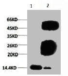 Western blot analysis of Hela, diluted at 1:500. Western blot analysis of Hela, diluted at 1:500.