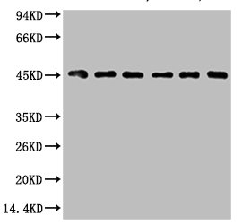 Western blot analysis of 1) HepG2, 2) Hela, 3) Mouse Liver tissue, 4) C2C12, 5) Rat Heart tissue, 6) Mouse Skeletal Muscle tissue, (8F2) diluted at 1:2000.